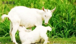 最新吃瓜爆料小羊图片高清,高清图片背后的趣味故事